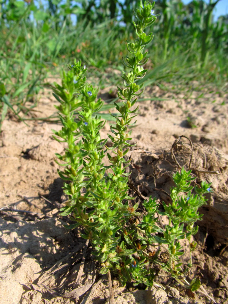 Image of Veronica arvensis specimen.