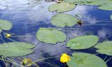 Nuphar lutea