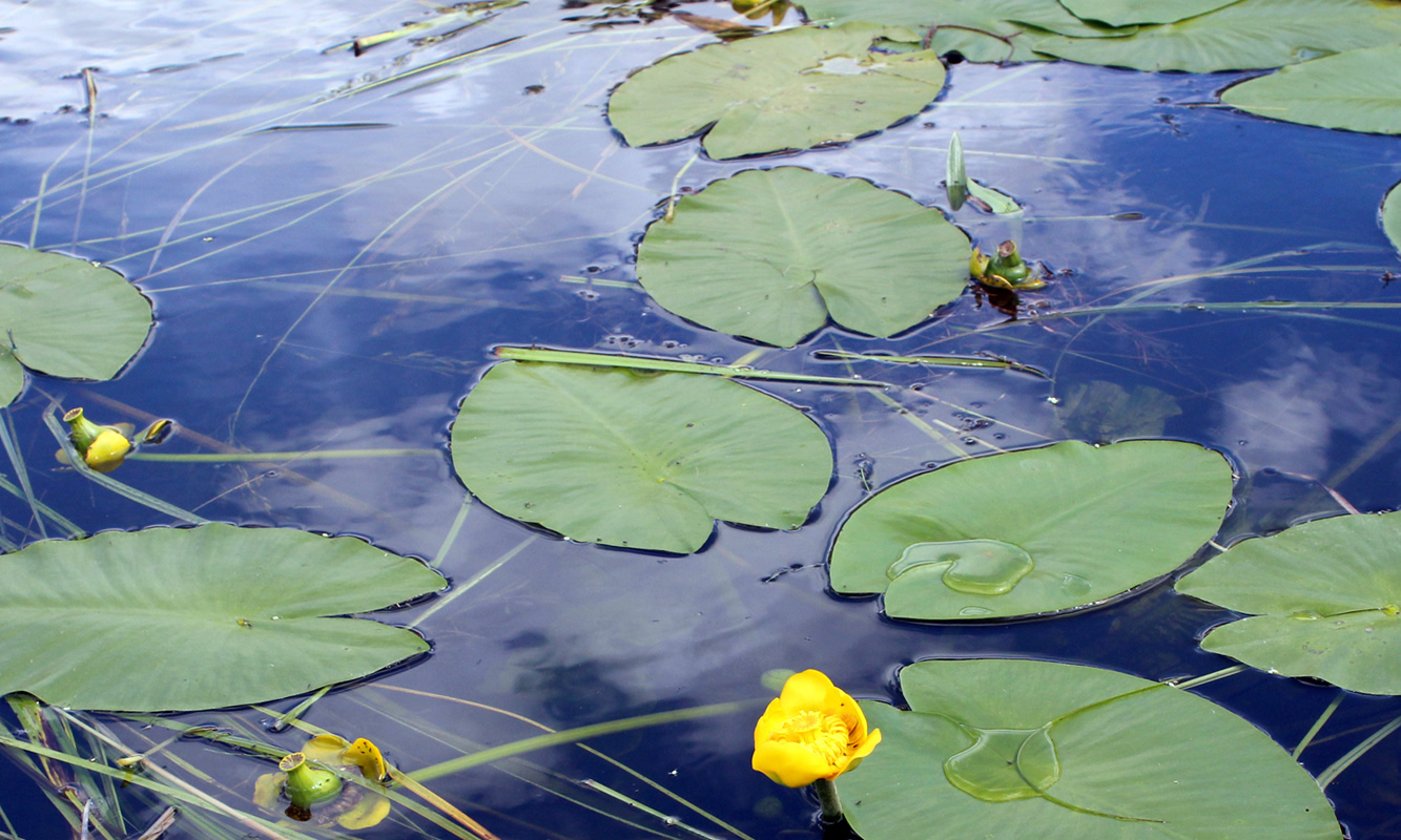 Изображение особи Nuphar lutea.