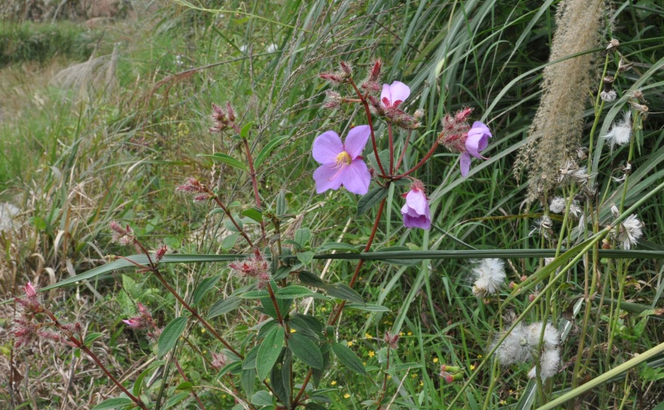 Image of Osbeckia stellata specimen.