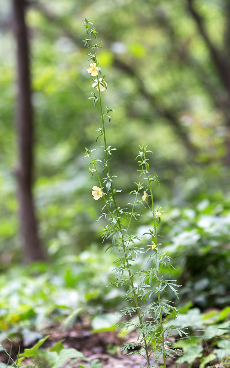 Изображение особи Verbascum orientale.