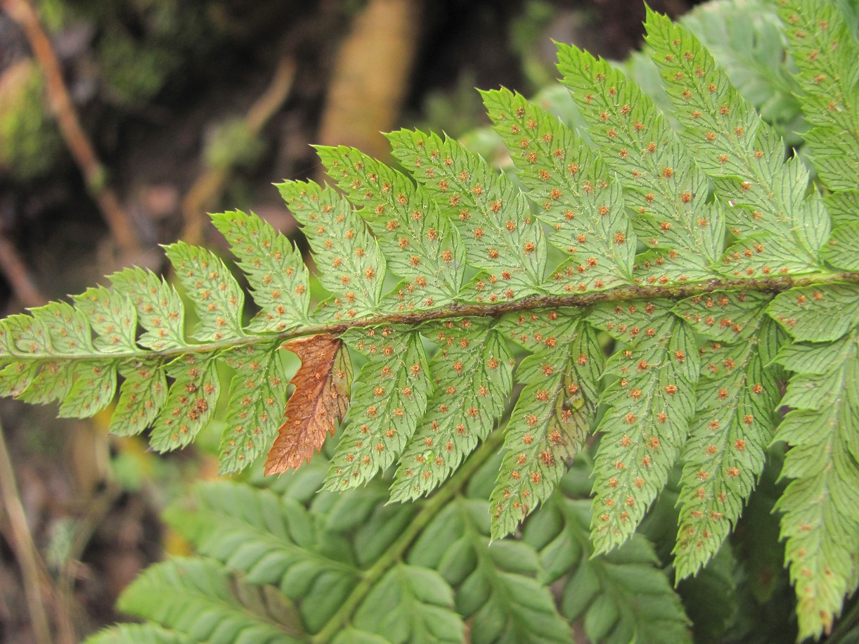 Image of Polystichum aculeatum specimen.