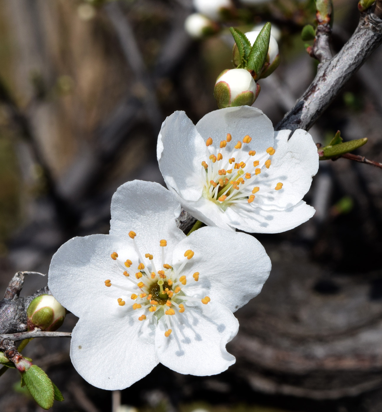 Image of Prunus cerasifera specimen.