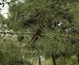 Pinus pityusa