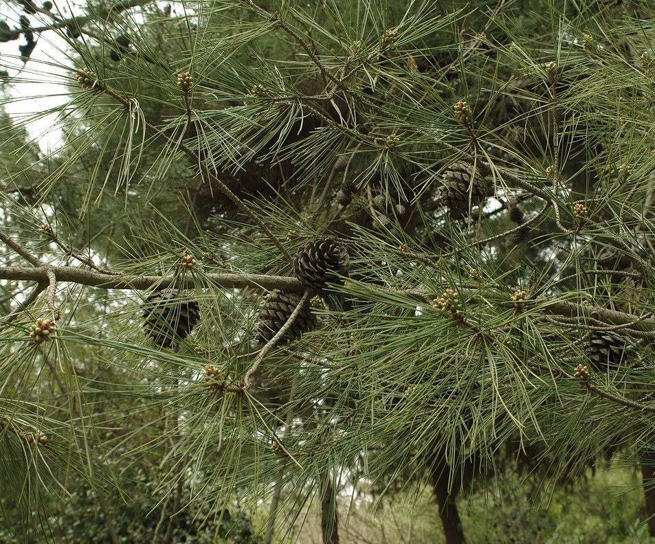 Изображение особи Pinus pityusa.