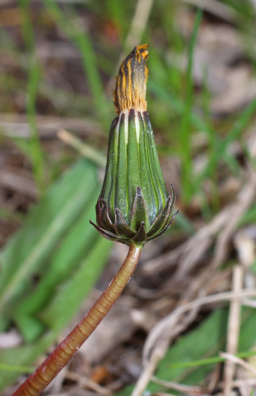 Image of Taraxacum pseudomurbeckianum specimen.