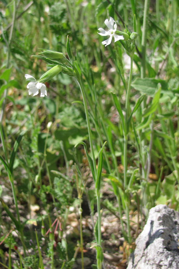 Image of Pleconax subconica specimen.