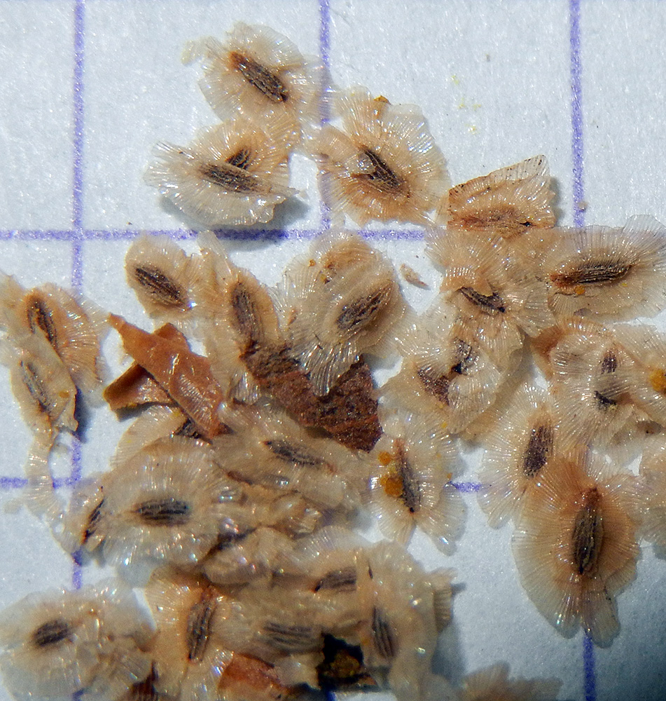 Image of Paulownia tomentosa specimen.
