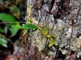 Bulbophyllum gracillimum. Побеги на стволе дерева. Малайзия, о-в Калимантан, национальный парк Бако, песчаниковое плато, ≈ 100 м н.у.м., заболоченный \"верещатниковый\" лес. 10.05.2017.