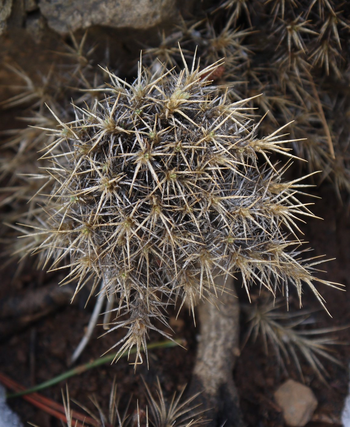 Изображение особи Astragalus echinus.