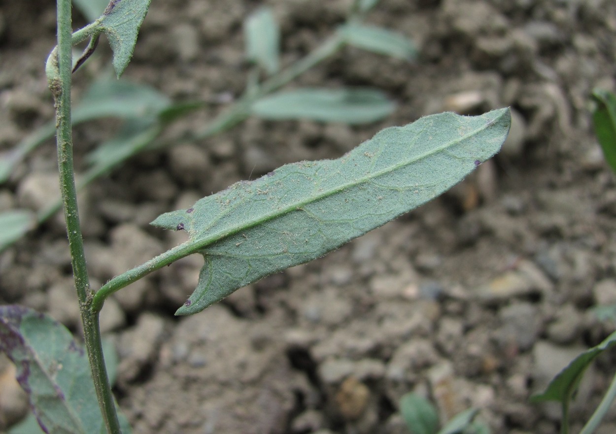 Image of Convolvulus arvensis specimen.