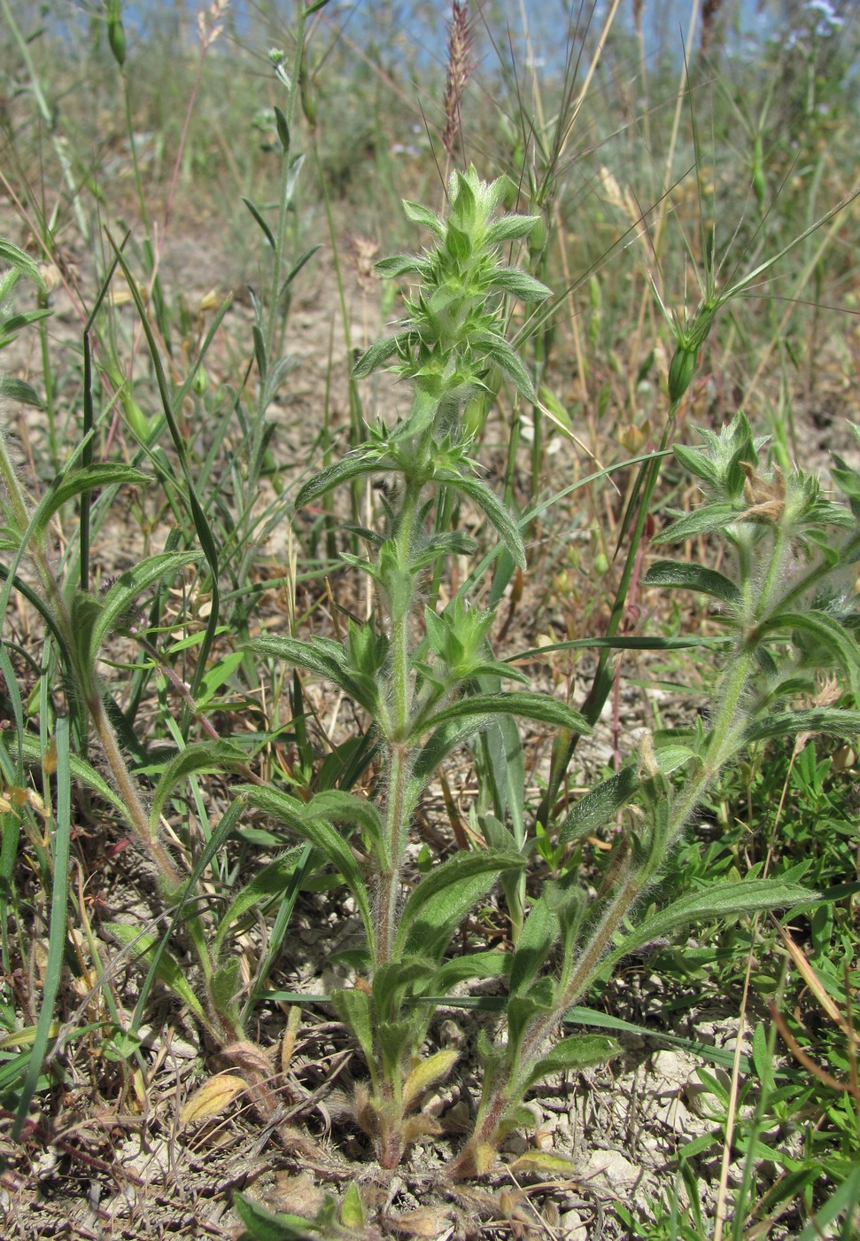 Image of Sideritis montana specimen.