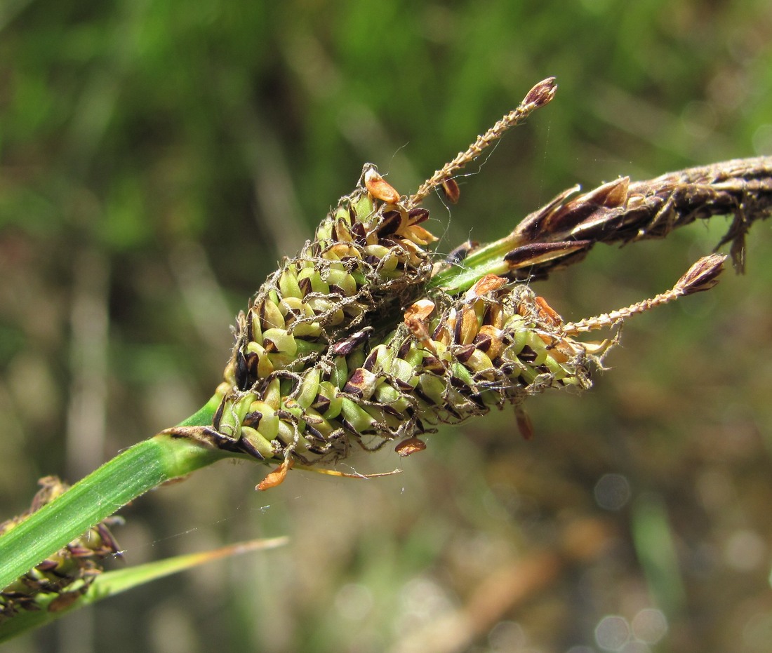 Image of Carex buekii specimen.