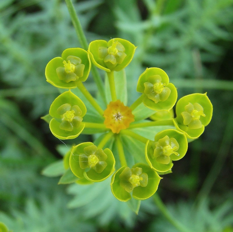 Image of Euphorbia stepposa specimen.
