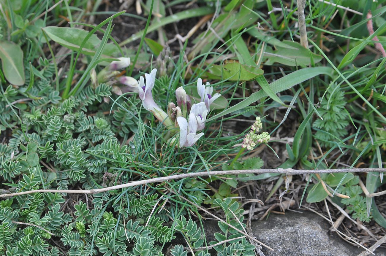 Image of genus Astragalus specimen.