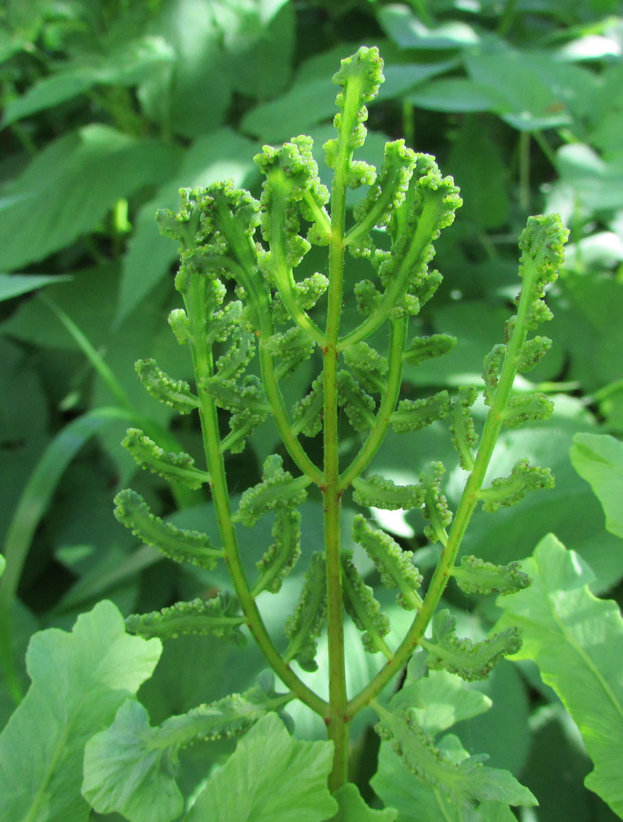 Изображение особи Osmunda regalis.