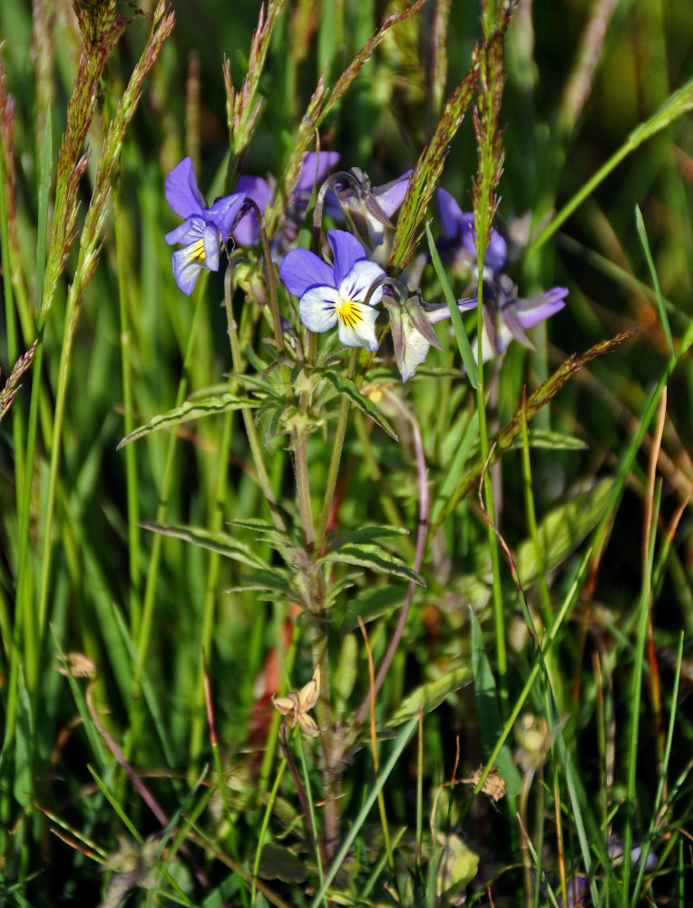 Image of Viola tricolor specimen.