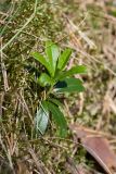 Chimaphila umbellata. Вегетирующее растение с молодым побегом. Ленинградская обл., Лужский р-н, 136 км шоссе М-20, сосняк лишайниково-зеленомошный на песке. 15.06.2018.