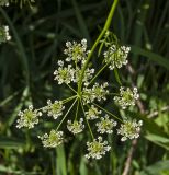 Anthriscus sylvestris. Соцветие. Пермский край, Верещагинский р-н, окр. дер. Усть-Сепыч, долина р. Лысьва, луг. 7 июля 2018 г.