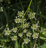 Anthriscus sylvestris