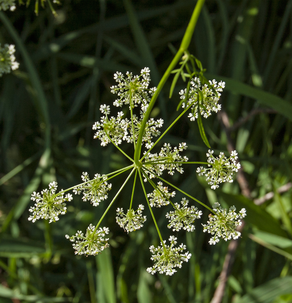 Image of Anthriscus sylvestris specimen.