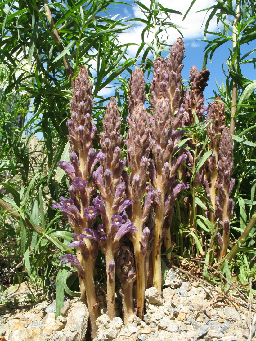 Изображение особи Orobanche amoena.