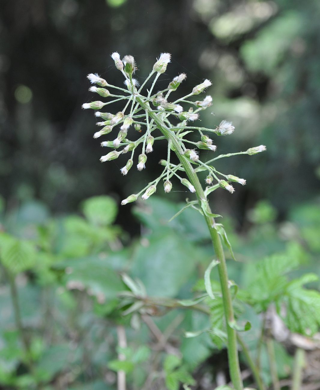 Изображение особи Petasites albus.