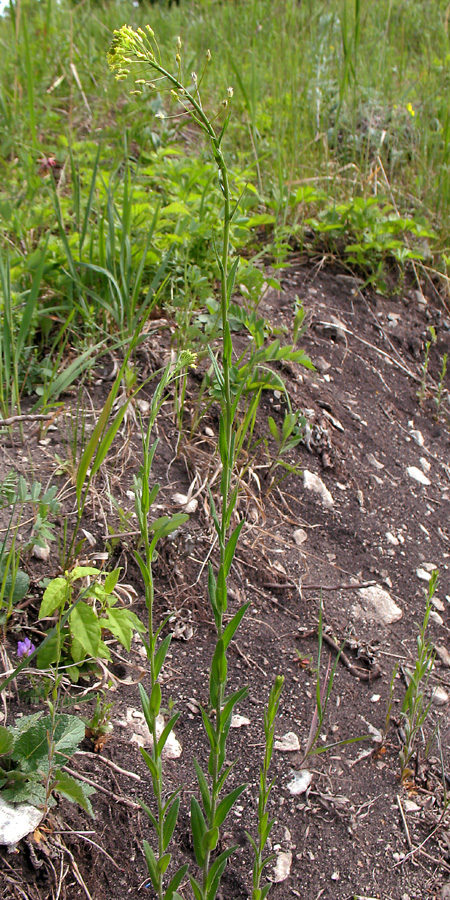 Изображение особи Camelina microcarpa.