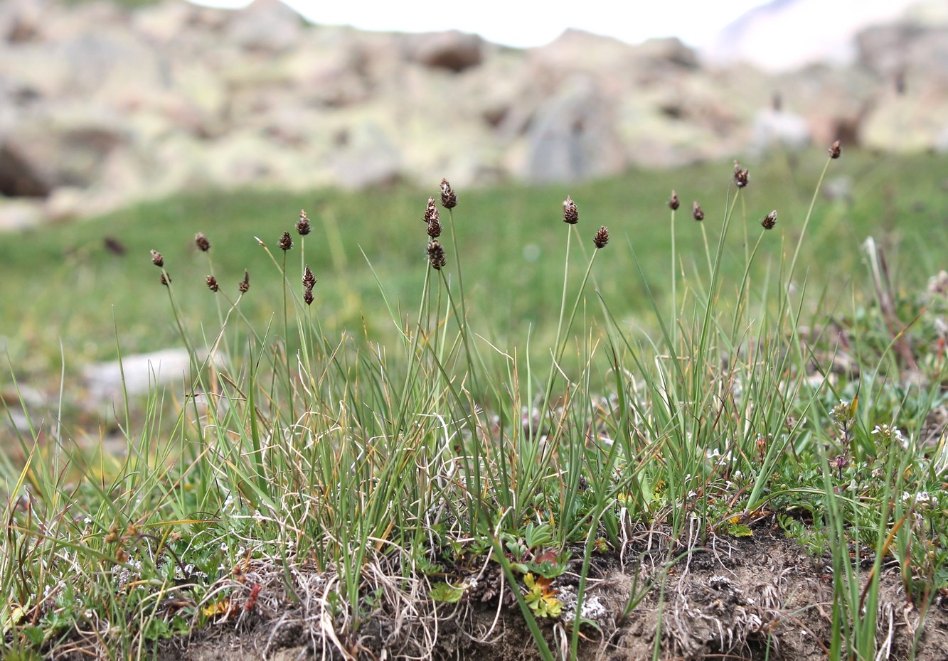 Image of Carex oreophila specimen.