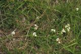 Galium saxatile. Верхушка побега с соцветиями. Нидерланды, провинция Drenthe, национальный парк Drentsche Aa, окр. деревни Oudemolen, вересковая пустошь. 13 июня 2010 г.