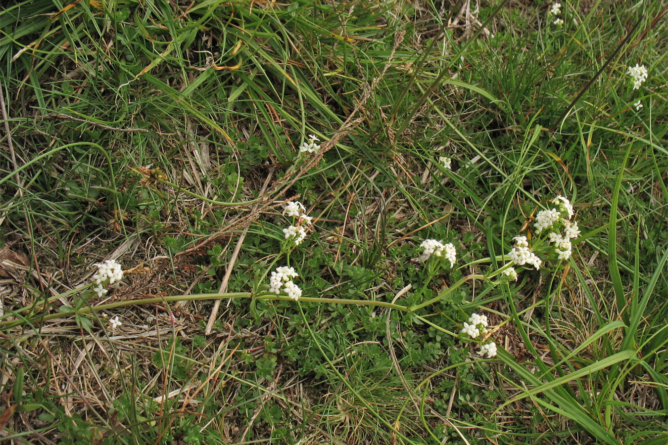 Image of Galium saxatile specimen.