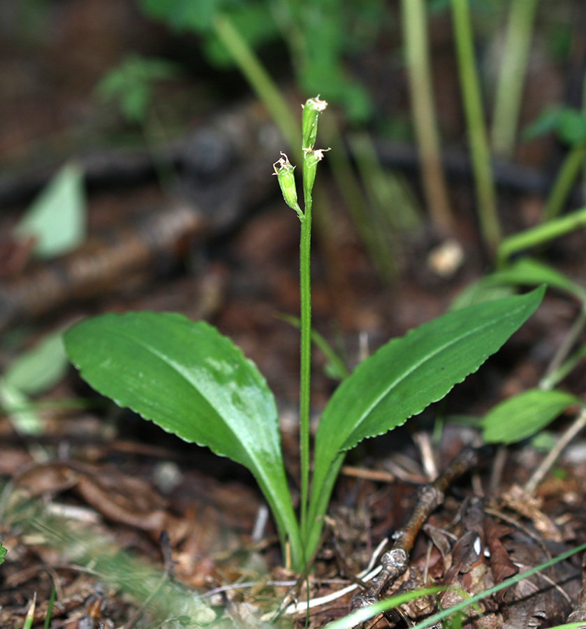 Image of Liparis kumokiri specimen.