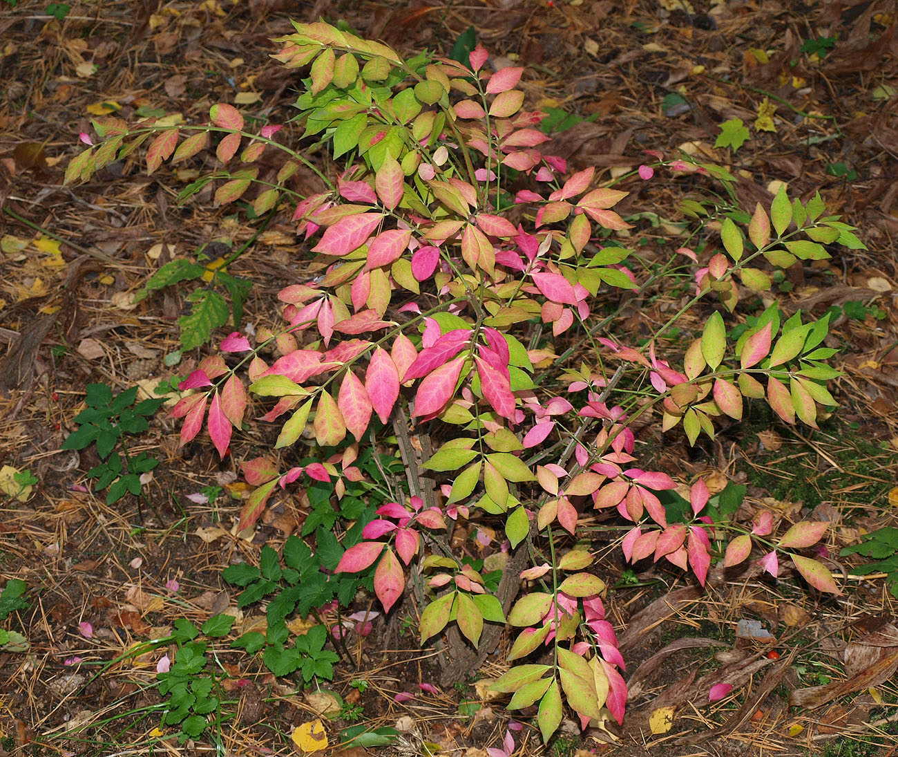 Изображение особи Euonymus alatus.