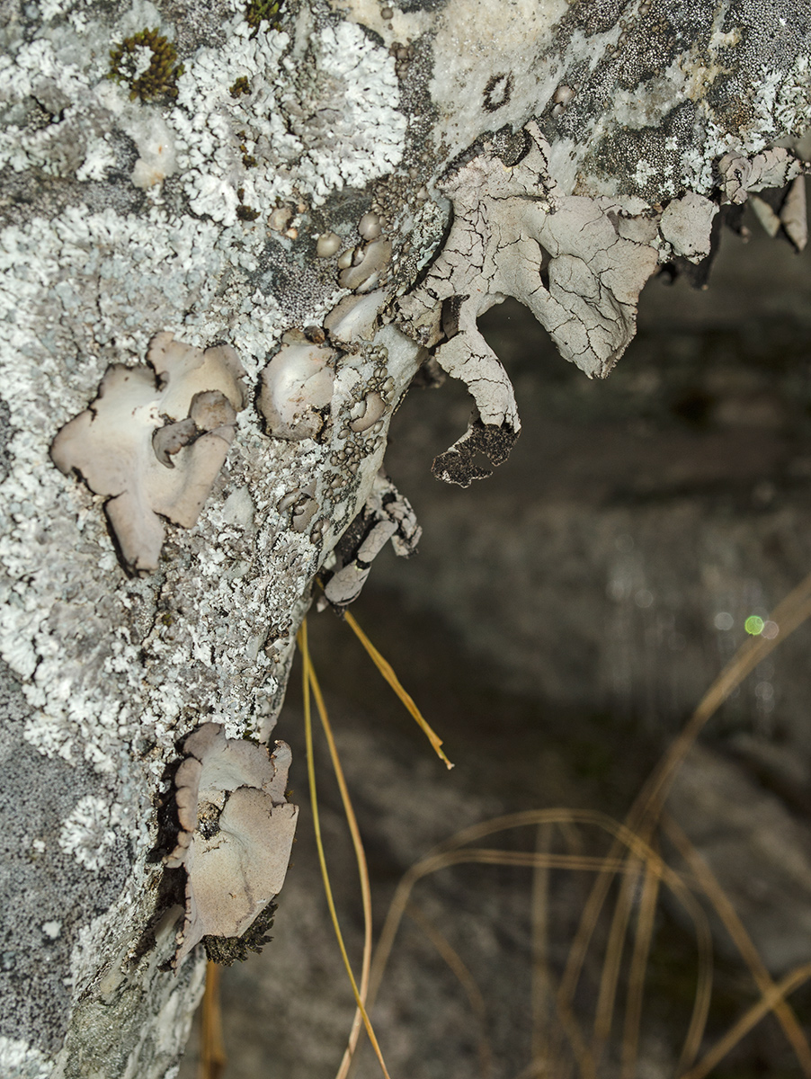 Image of genus Umbilicaria specimen.