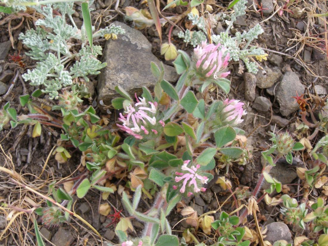 Изображение особи Trifolium hirtum.