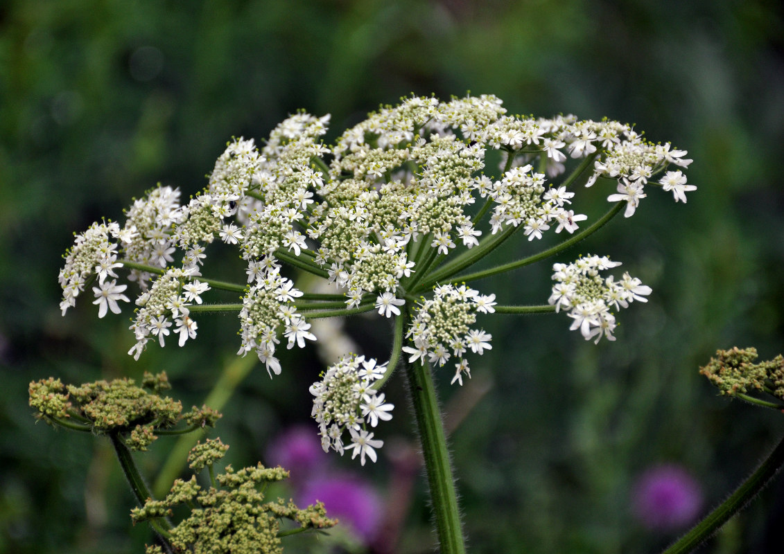 Изображение особи Heracleum dissectum.