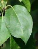 Malus prunifolia