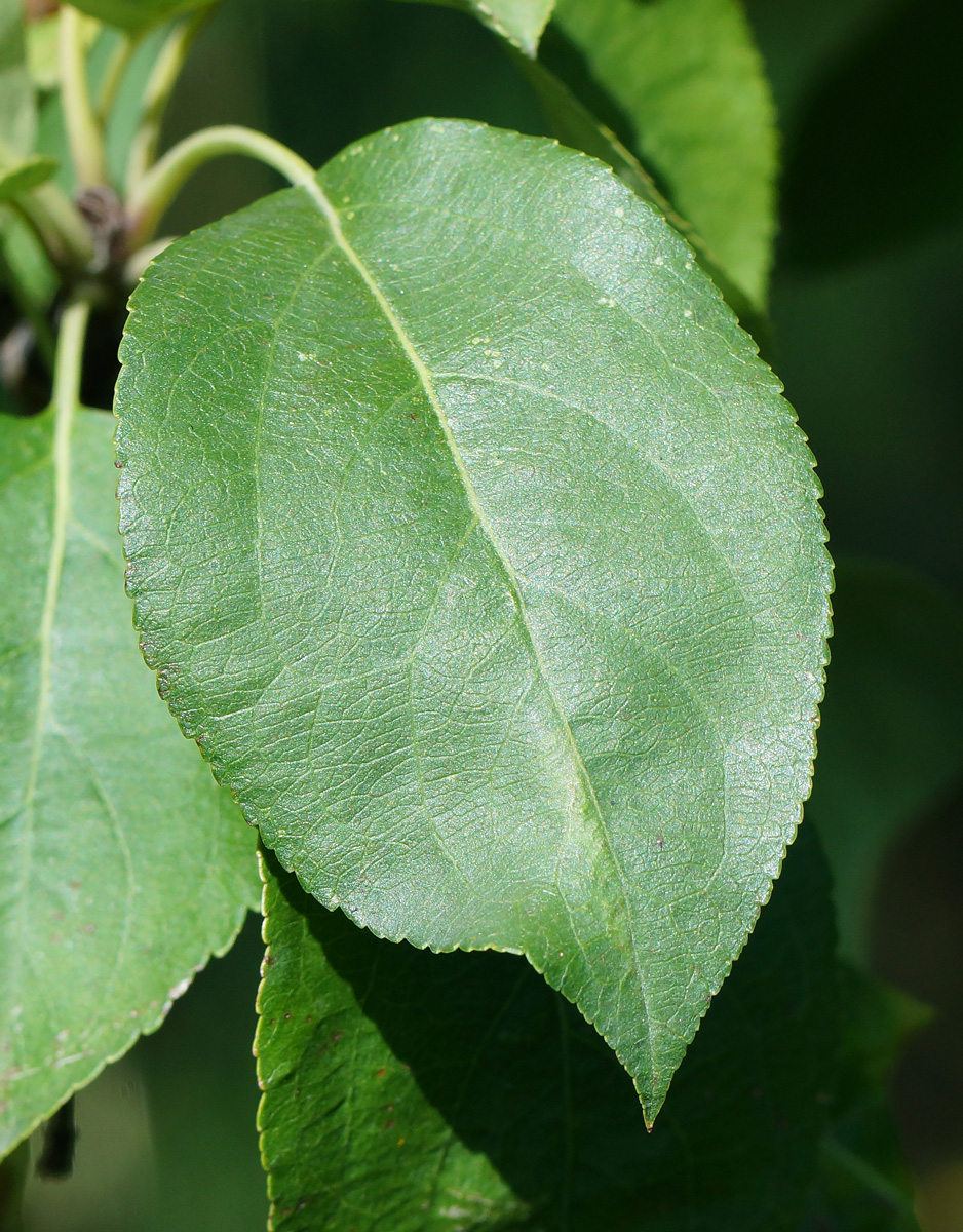 Image of Malus prunifolia specimen.