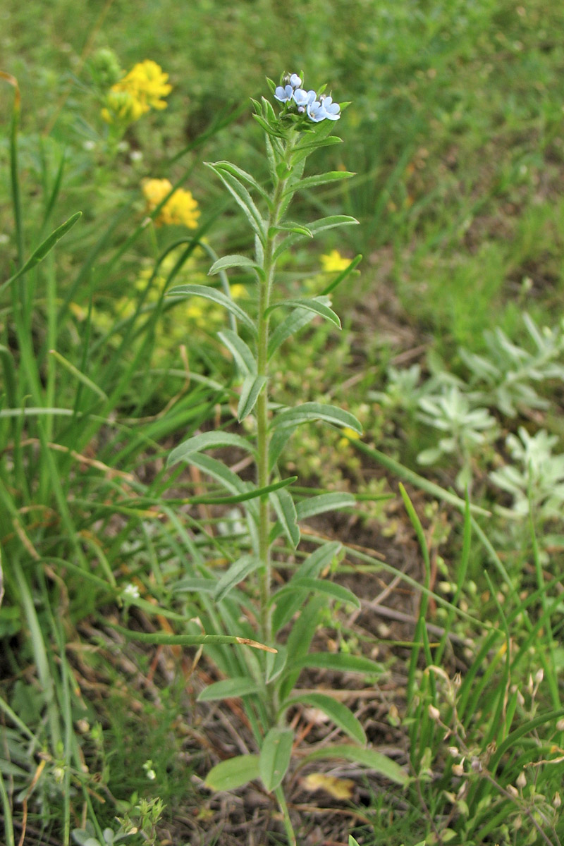 Image of Lappula squarrosa specimen.