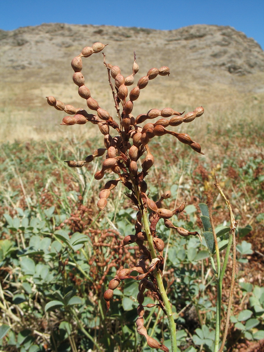 Изображение особи Glycyrrhiza aspera.