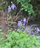 Aquilegia olympica. Верхушка цветущего растения. Грузия, Боржоми-Харагаульский национальный парк, берег руч. Квабисхеви, ≈ 850 м н.у.м, хвойный лес (ель восточная). 26.05.2018.