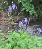 Aquilegia olympica