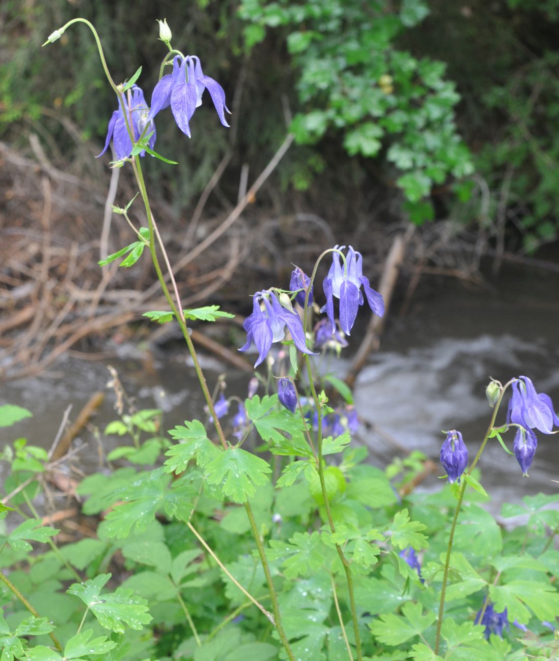 Image of Aquilegia olympica specimen.