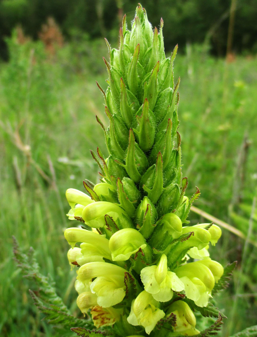 Изображение особи Pedicularis kaufmannii.