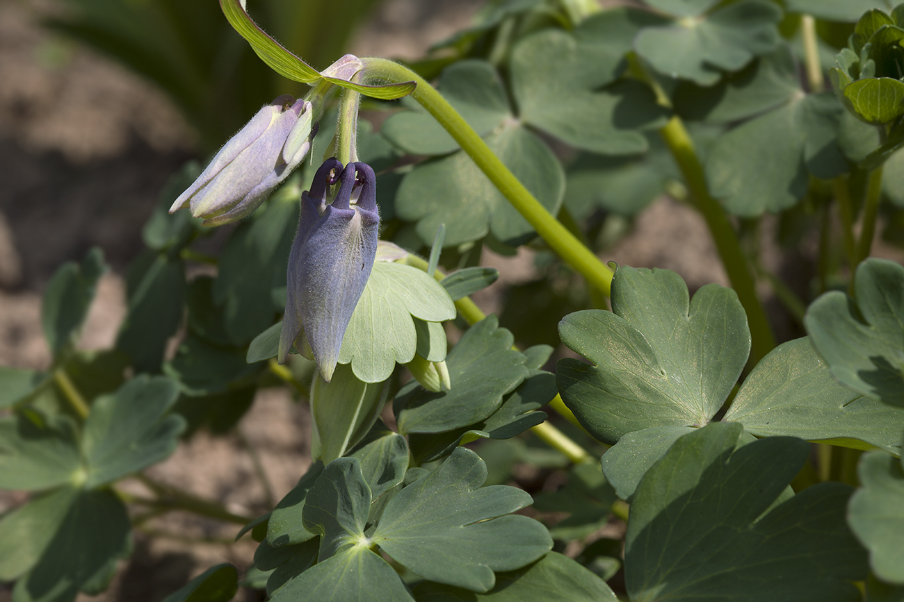 Изображение особи Aquilegia flabellata.