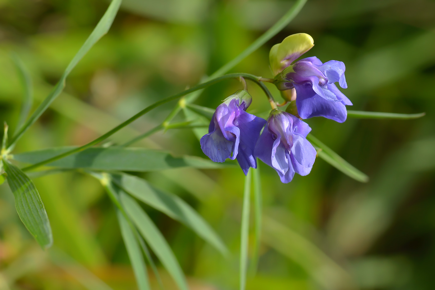 Изображение особи Lathyrus cyaneus.