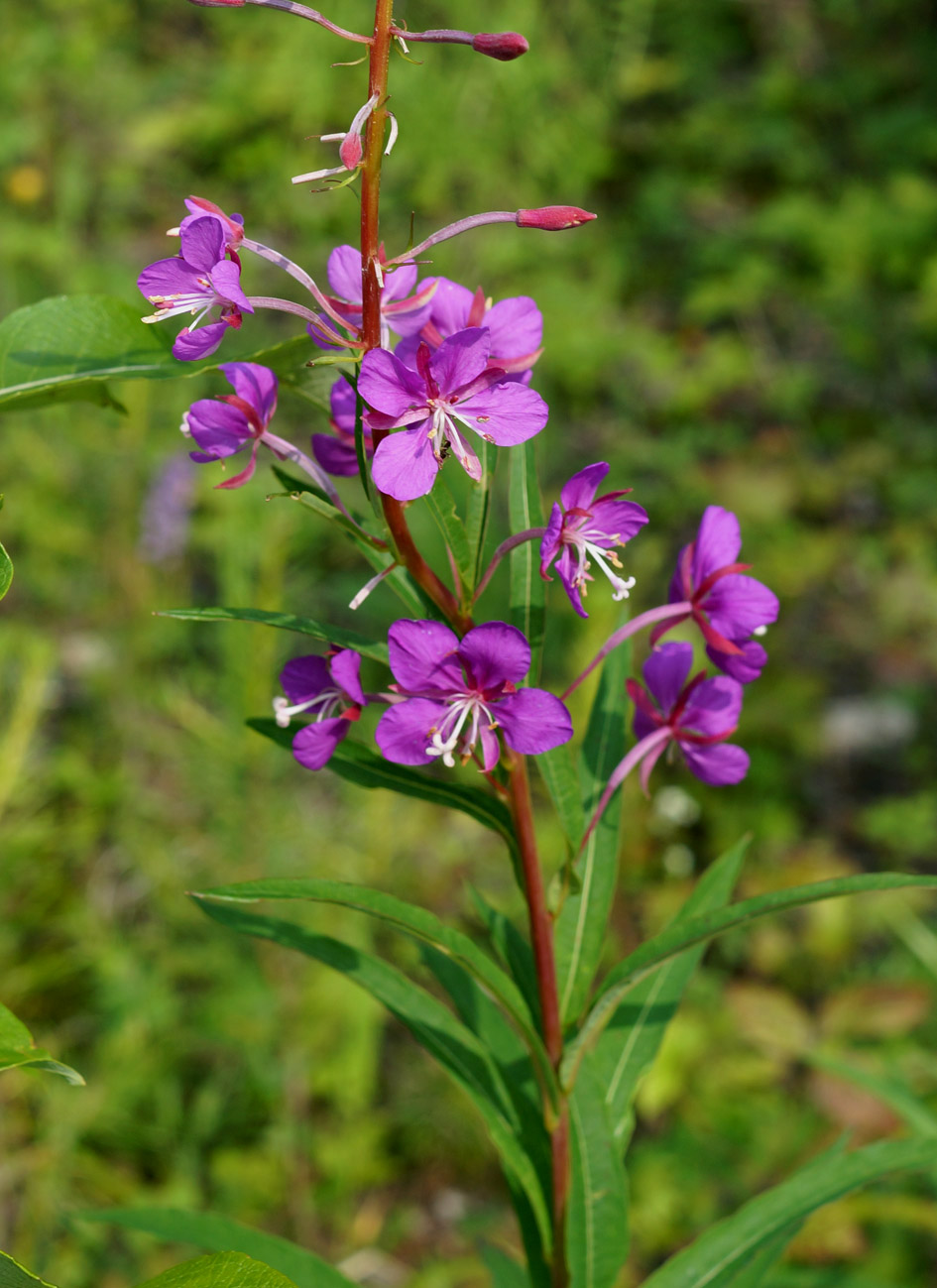 Изображение особи Chamaenerion angustifolium.