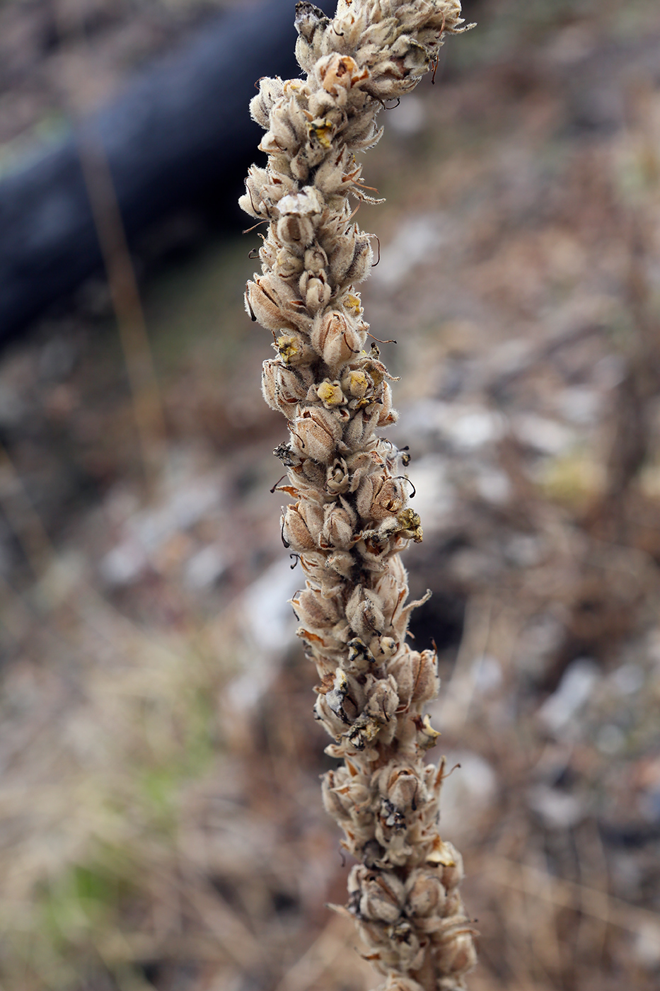 Image of Verbascum thapsus specimen.