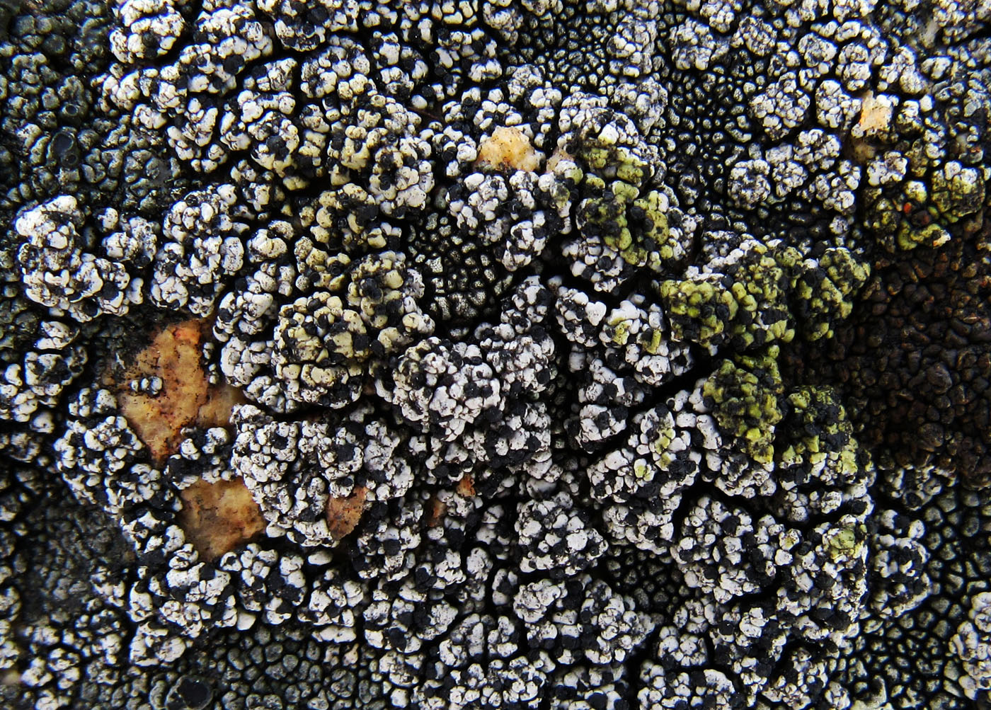 Image of Lecidella carpathica specimen.