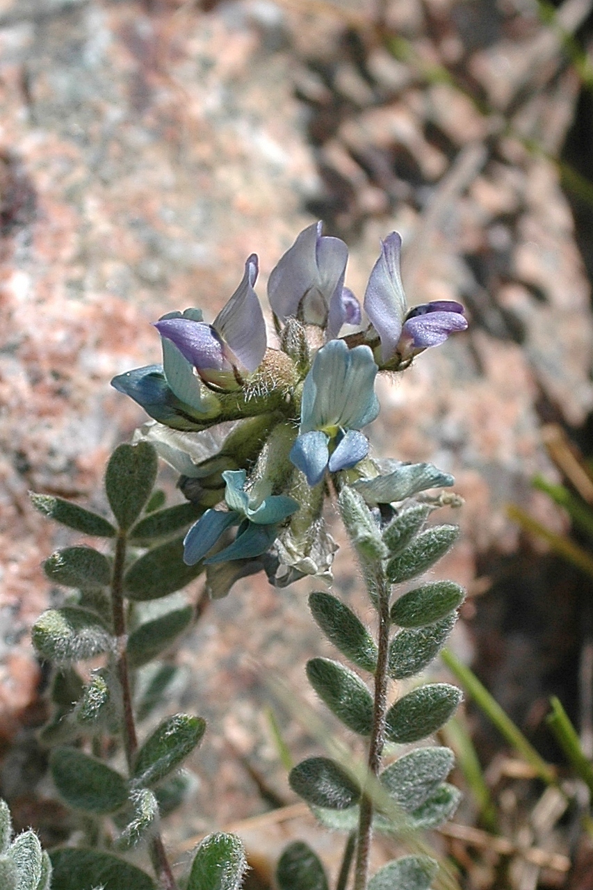 Изображение особи Oxytropis sewerzowii.